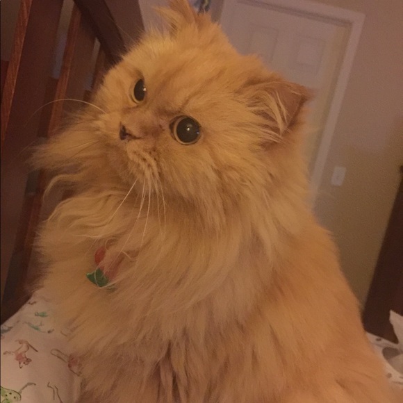 Meet your Posher, Tammy - Picture 6 of 6